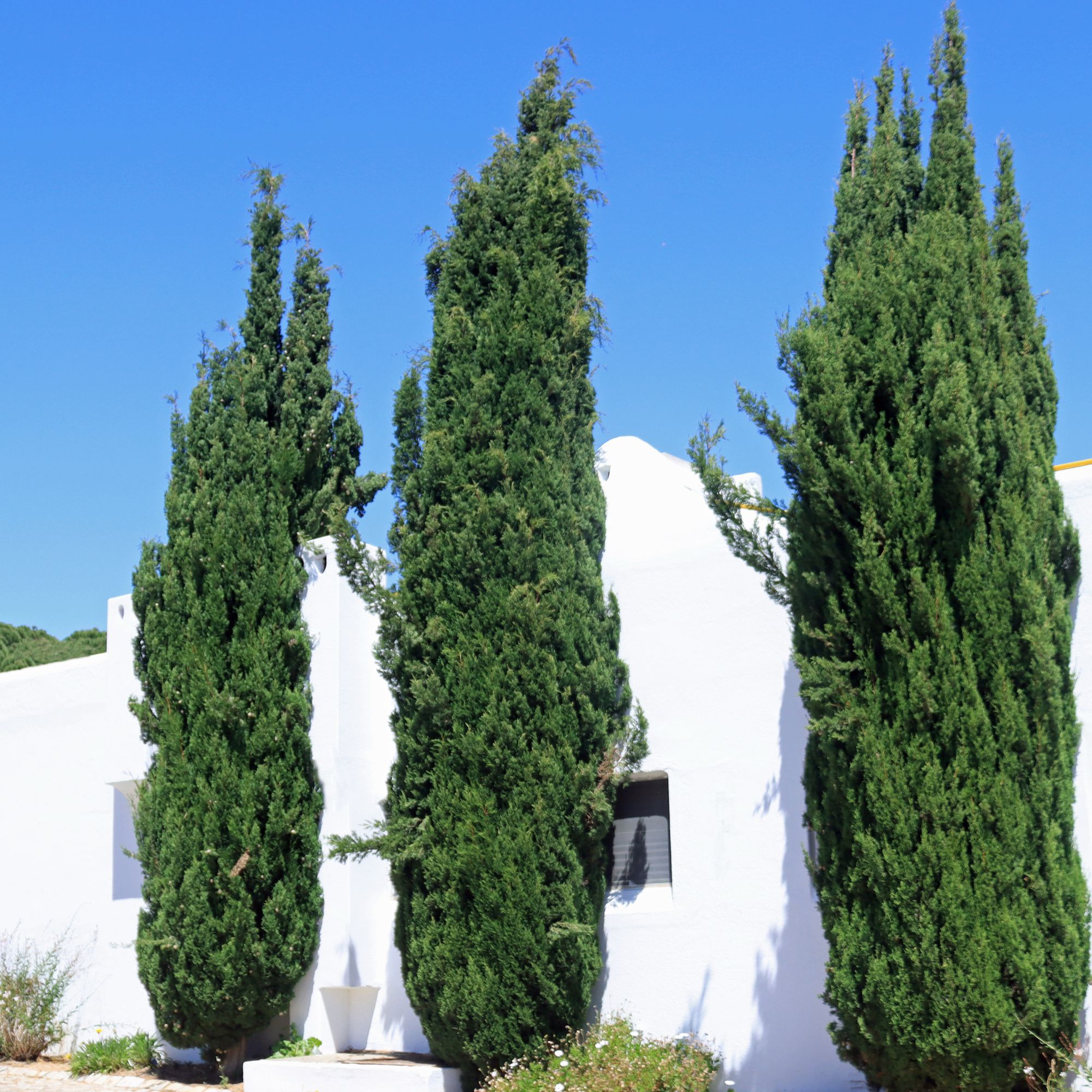 Italian cypress trees in a Mediterranean garden