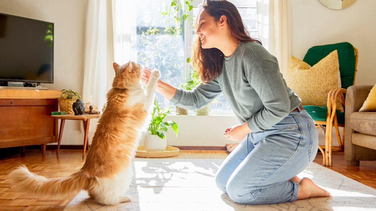 Woman gives a ginger cat a treat as he jumps up on back legs in living room