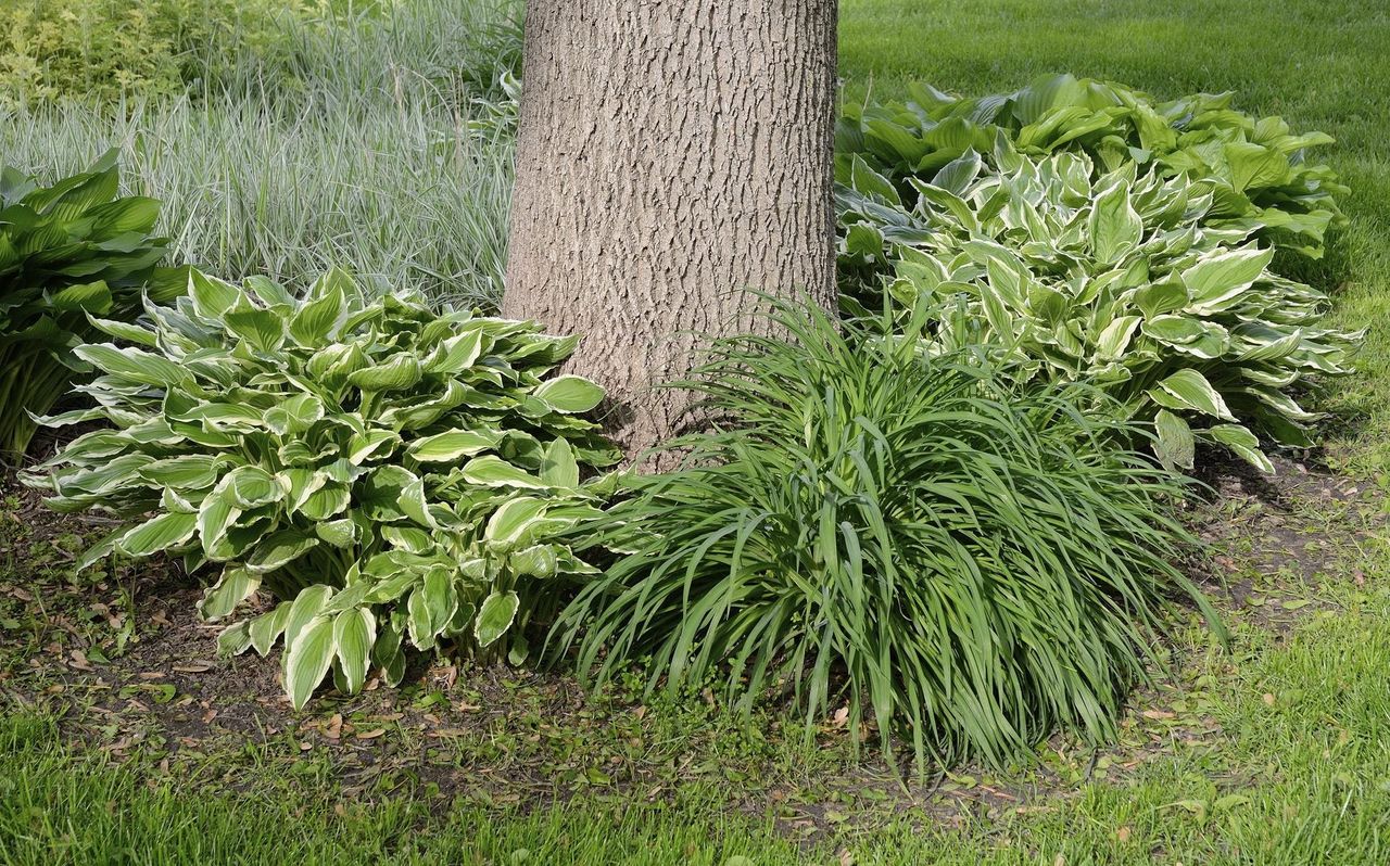 Hosta And Companion Plants