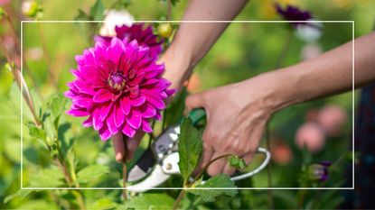 picture of woman pruning dahlia with garden shears