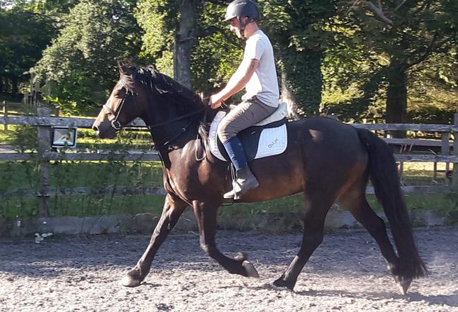 welsh section d for sale