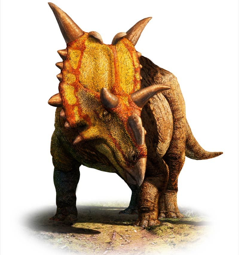 Illustration of Xenoceratops horned dinosaur