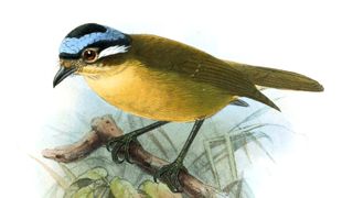 An illustration of a blue-capped ifrit (Ifrita kowaldi)