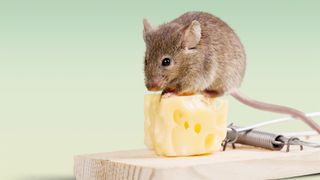 Mouse sitting onto on top of a lump of cheese on a mousetrap