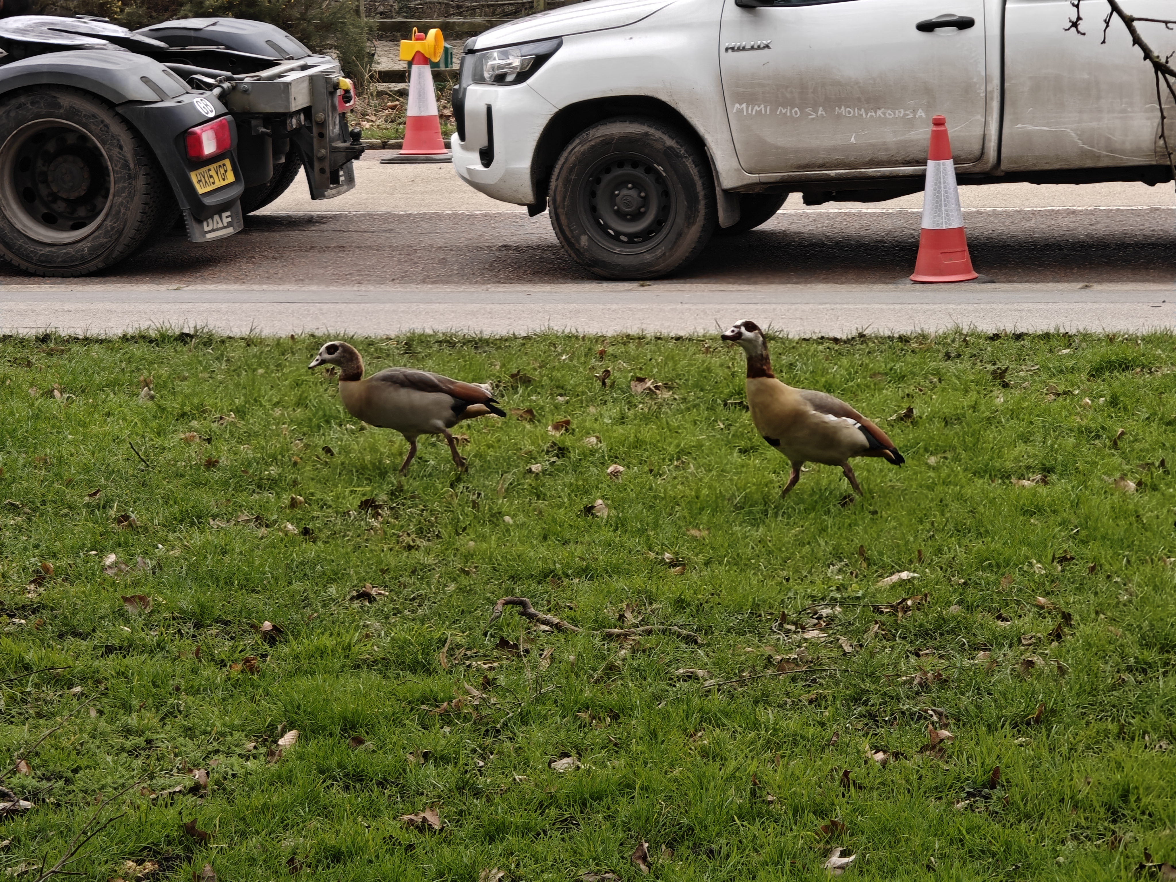 Two ducks on grass