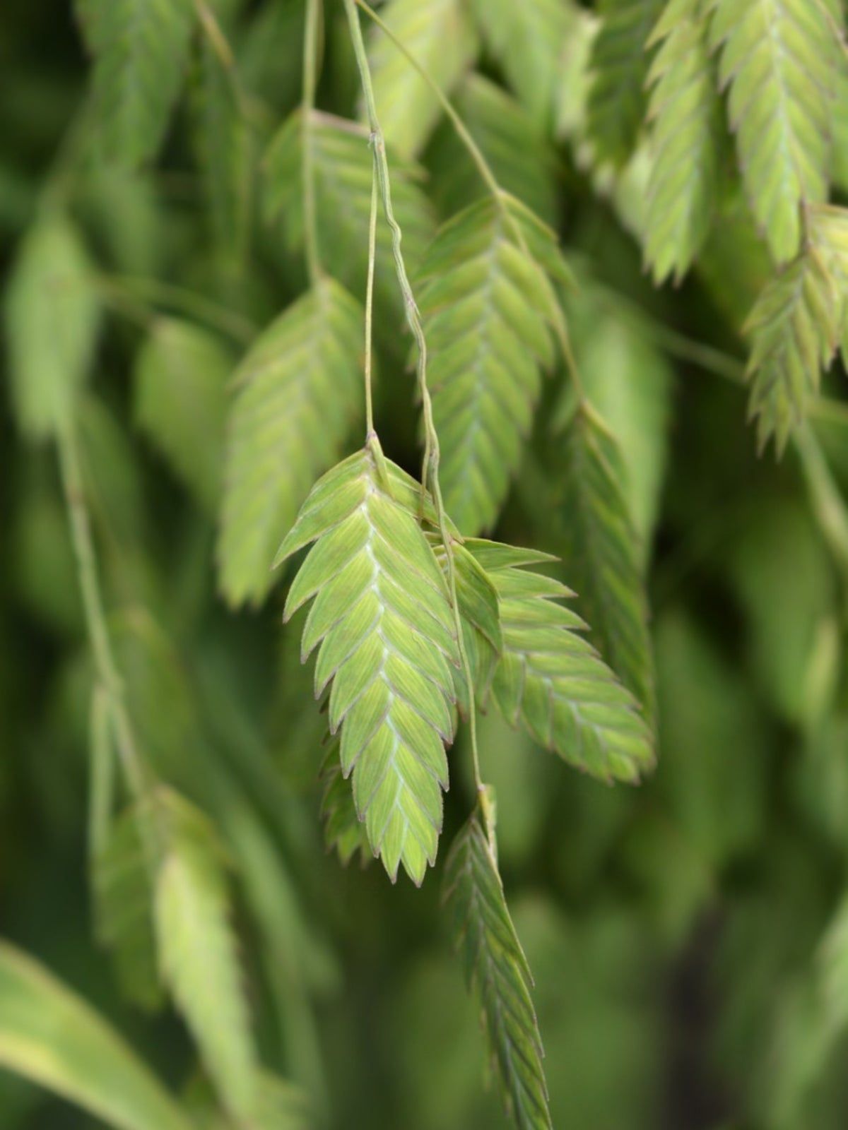 Northern Sea Oats Grass