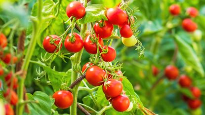 Perfectly ripe cherry tomatoes growing on vine