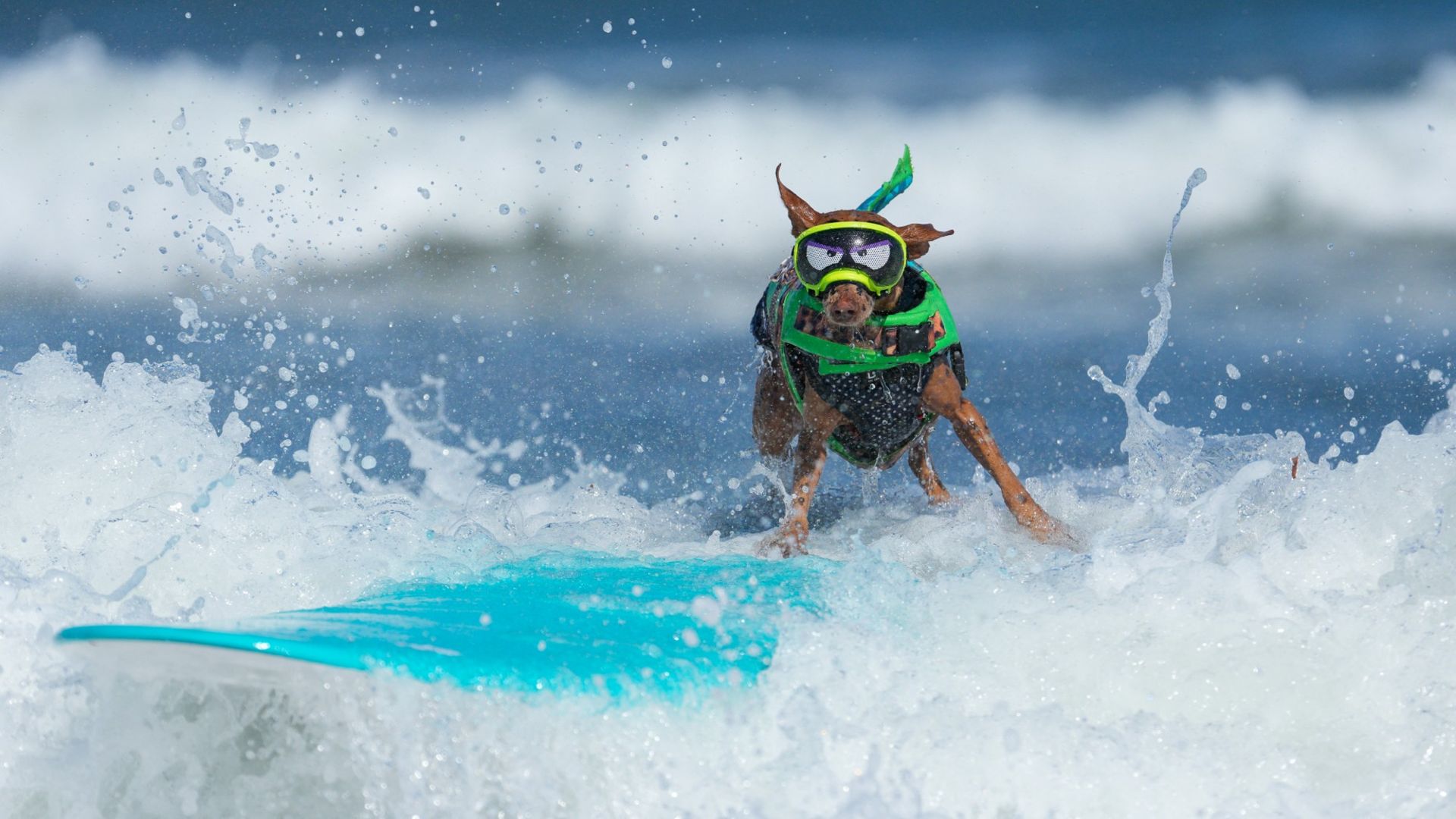 
                                Rusty the dog competes during the World Dog Surfing Championships in Pacifica, California, USA
                            