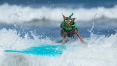 Rusty the dog competes during the World Dog Surfing Championships in Pacifica, California, on August 1, 2026. 