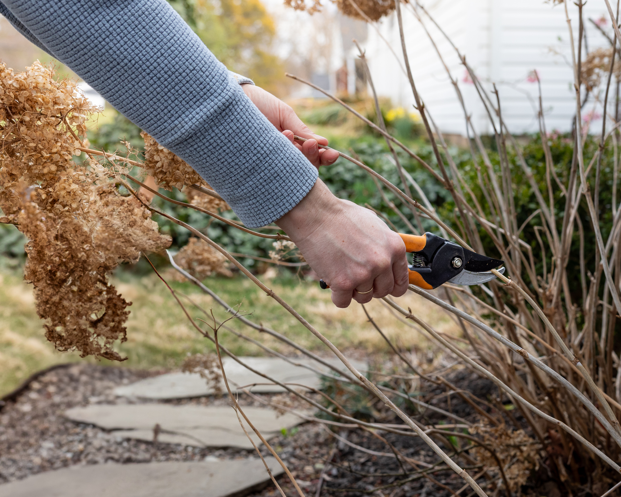 pruning new wood hydrangea