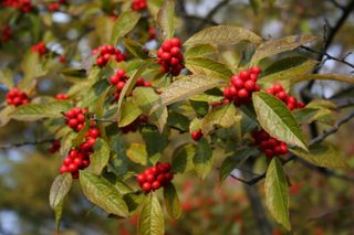 winterberry with red berries