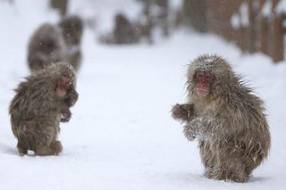 snow-nagano-monkeys-110207-