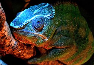 A panther chameleon (Furcifer pardalis) from Madagascar puts its best face forward.