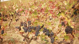 Gamay wine grapes