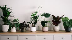 best indoor plant pot