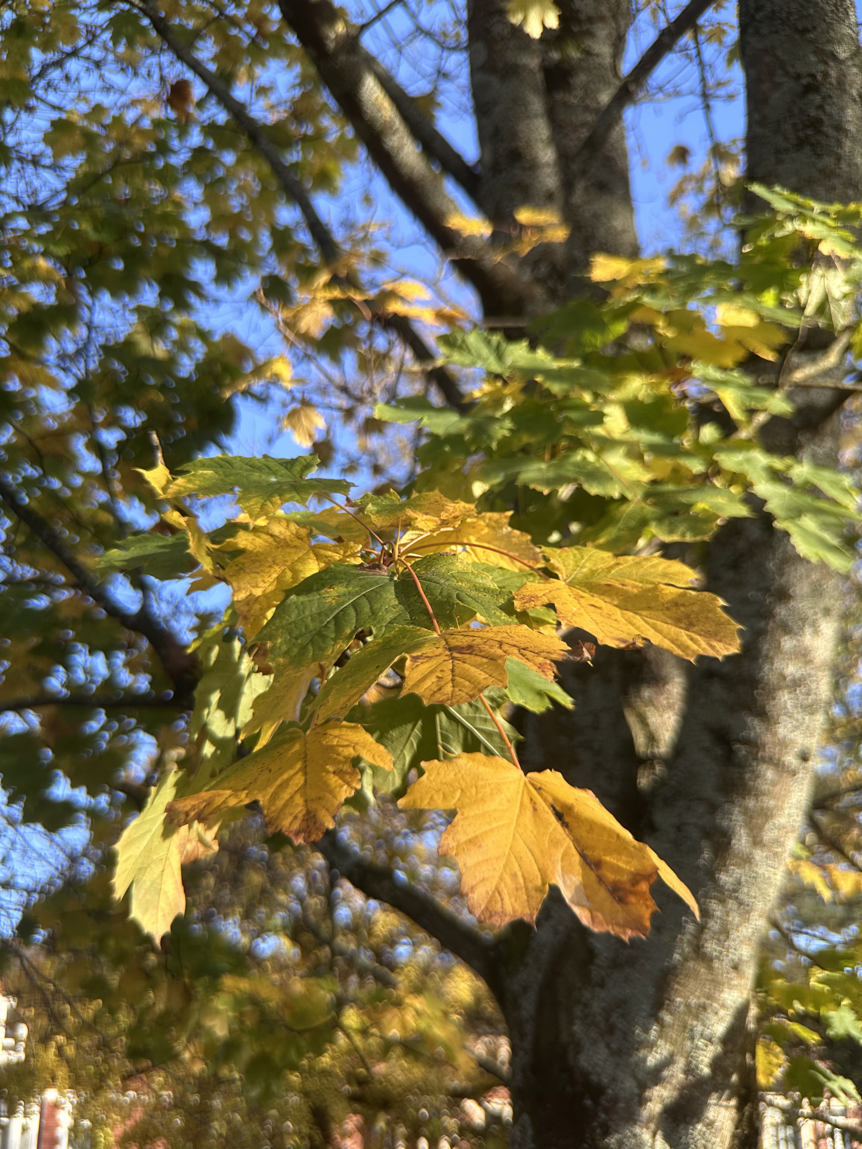 A photo of yellow and green leaves of a tree, with a tree trunk and blue sky in the background