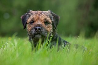 Border Terrier dog lying in meadow