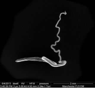 An image of an adult whipworm.