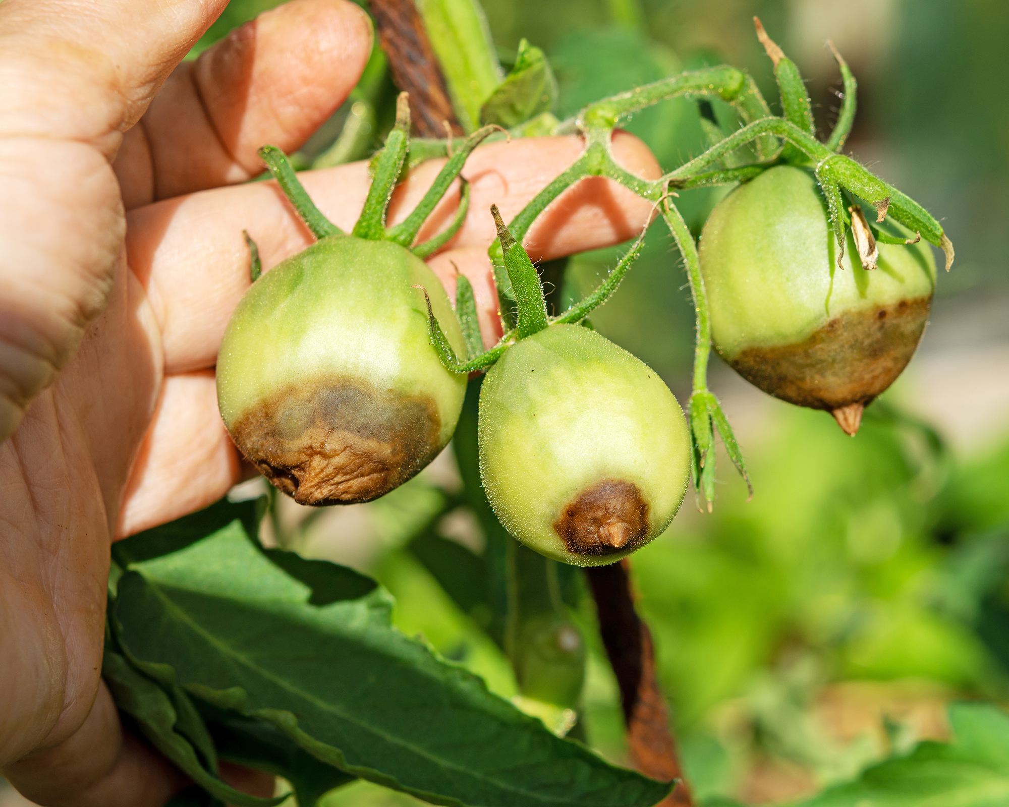 Gardener examines unripe tomatoes with blossom end rot