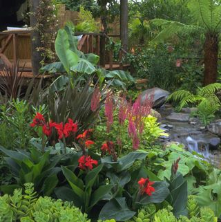 exotic style planting with cannas and tree ferns