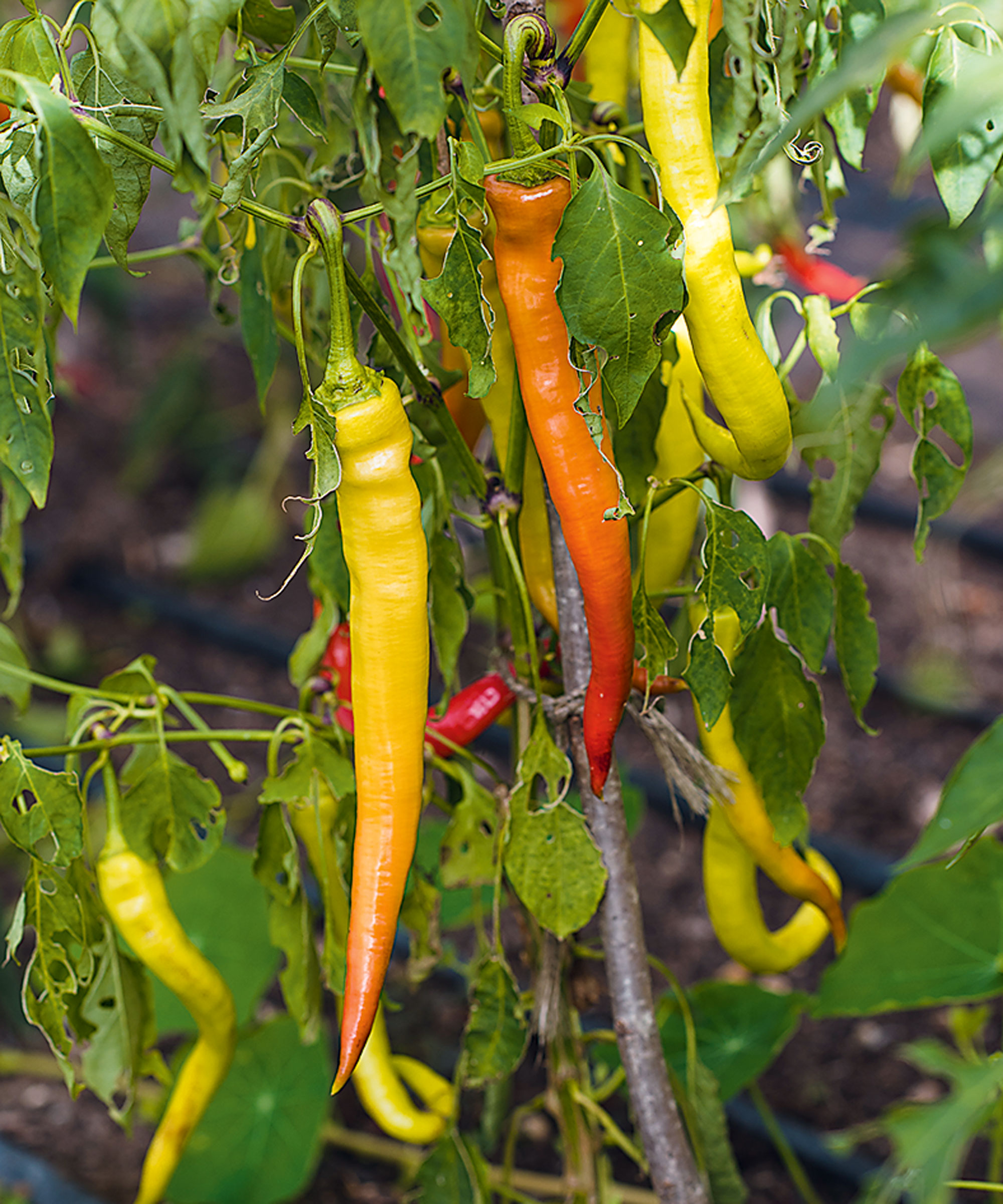 Chilli plants