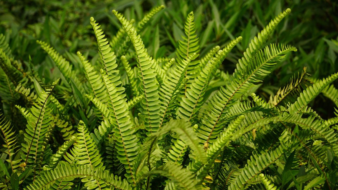 A polypodium fern growing outdoors