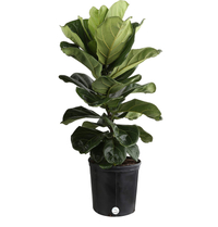Fiddle leaf fig tree from Amazon