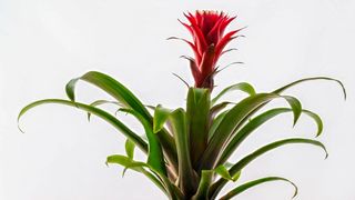 A bromeliad plant