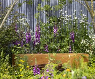 Chelsea Flower Show garden with pink foxgloves and wooden bench