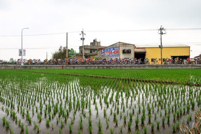 The peloton cruising along the rice fields in Taiwan.