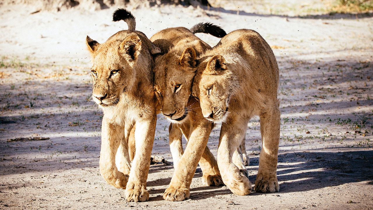 Okavango Delta young lions
