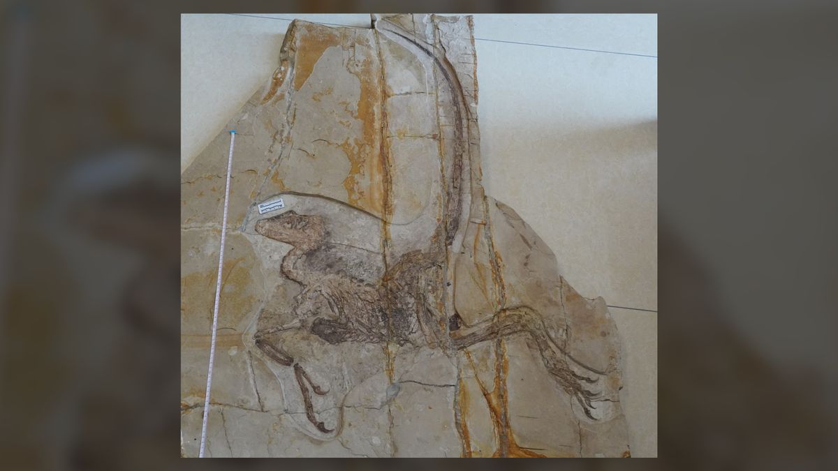 Ravenous meat-eating dinosaur's guts preserved in exceptionally rare fossil