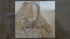 The "exceptional" fossil of Daurlong wangi from the Upper Cretaceous period of Inner Mongolia, China.