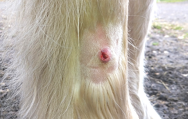 Lesion after thorn expelled[2] Lesion after a thorn was expelled
