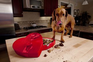 Dog eating chocolates from heart-shaped box