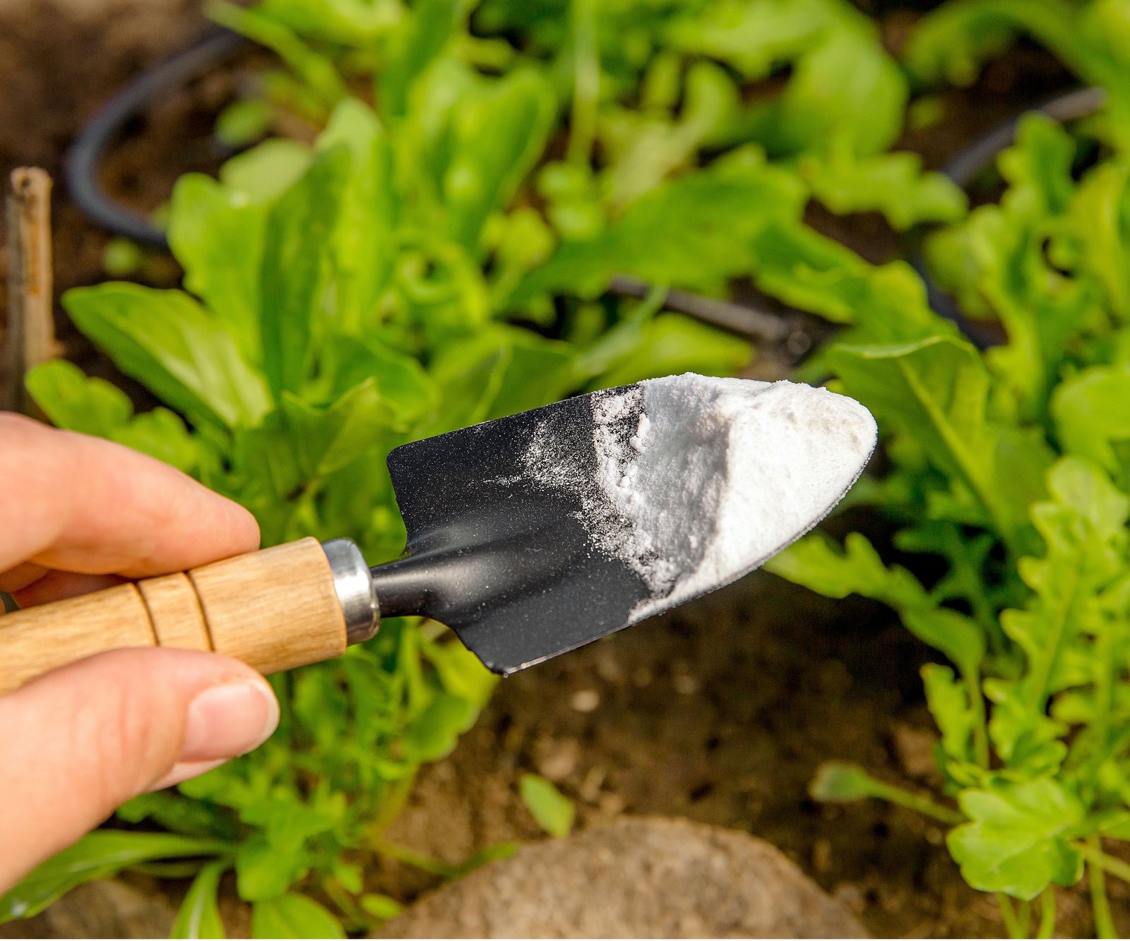 Does baking soda kill weeds? Experts reveal all Homes & Gardens