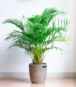 Areca Palm, Chrysalidocarpus lutescens, in a wicker basket