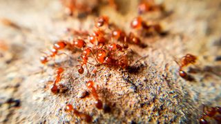 A group of red imported fire ants on the ground.