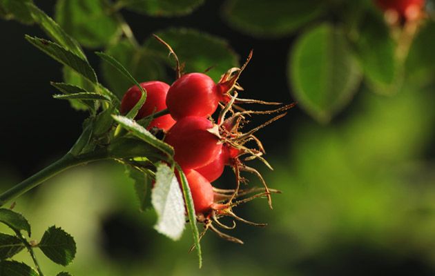 autumn foraging