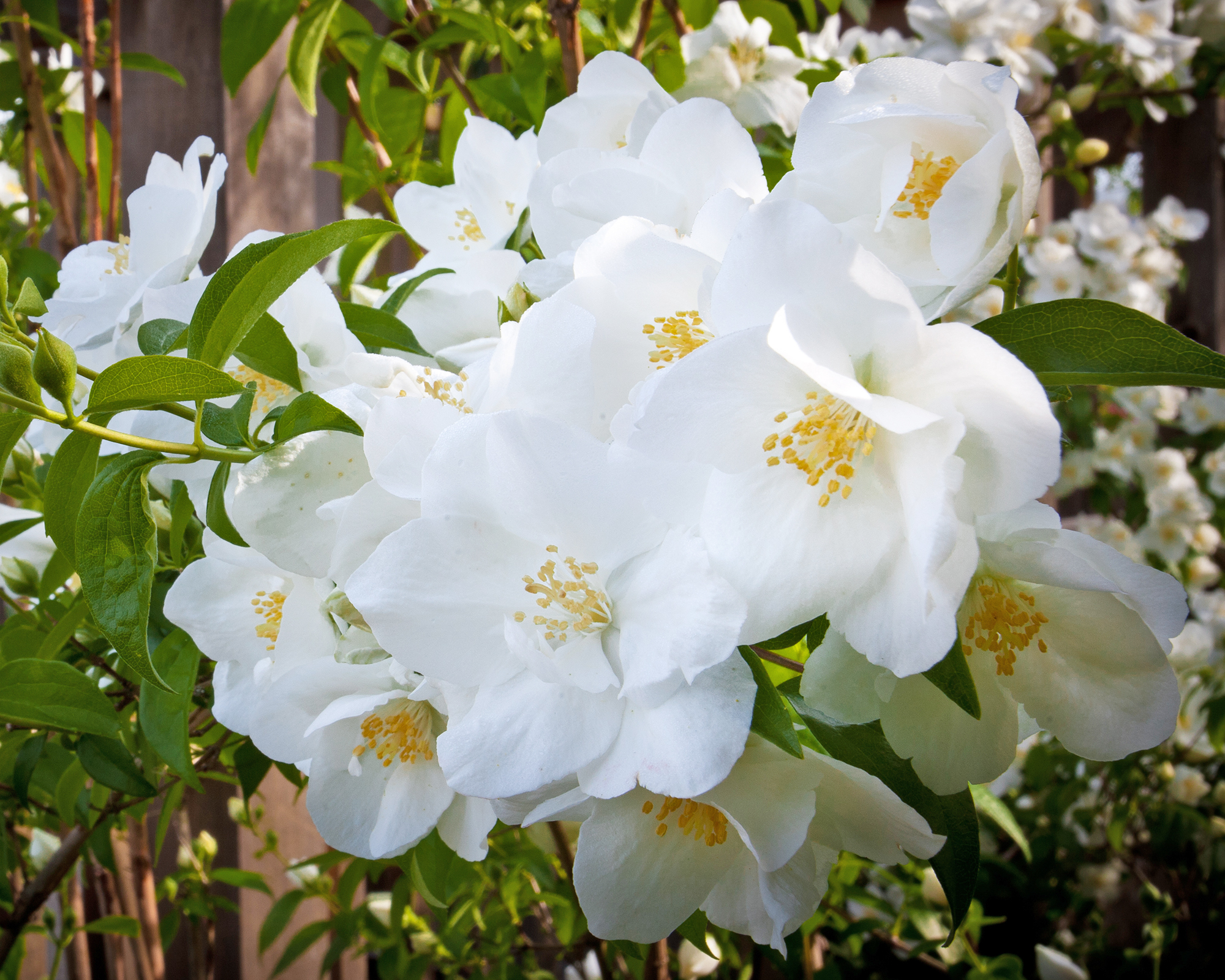 White Knock Out roses