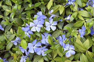 Evergreen vinca spring carpet with blue flowers.