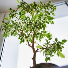 ficus tree next to window