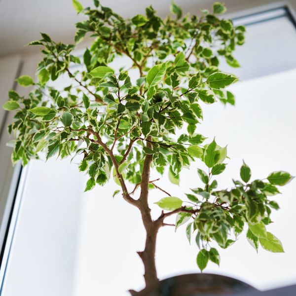 Tips & Information about Trees - Page 2 | Gardening Know How