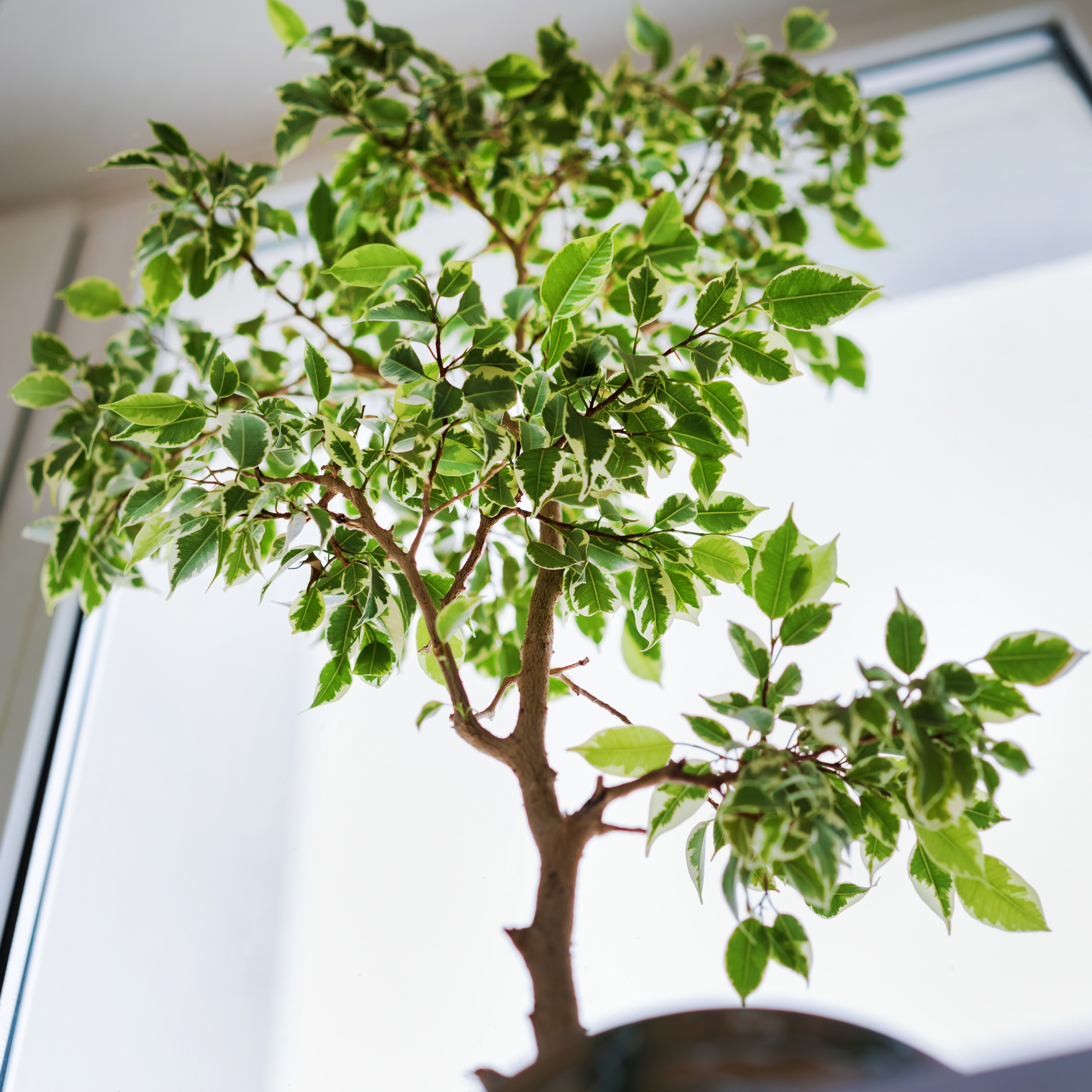 ficus tree next to window