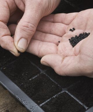 A hand sowing onion seeds into trays
