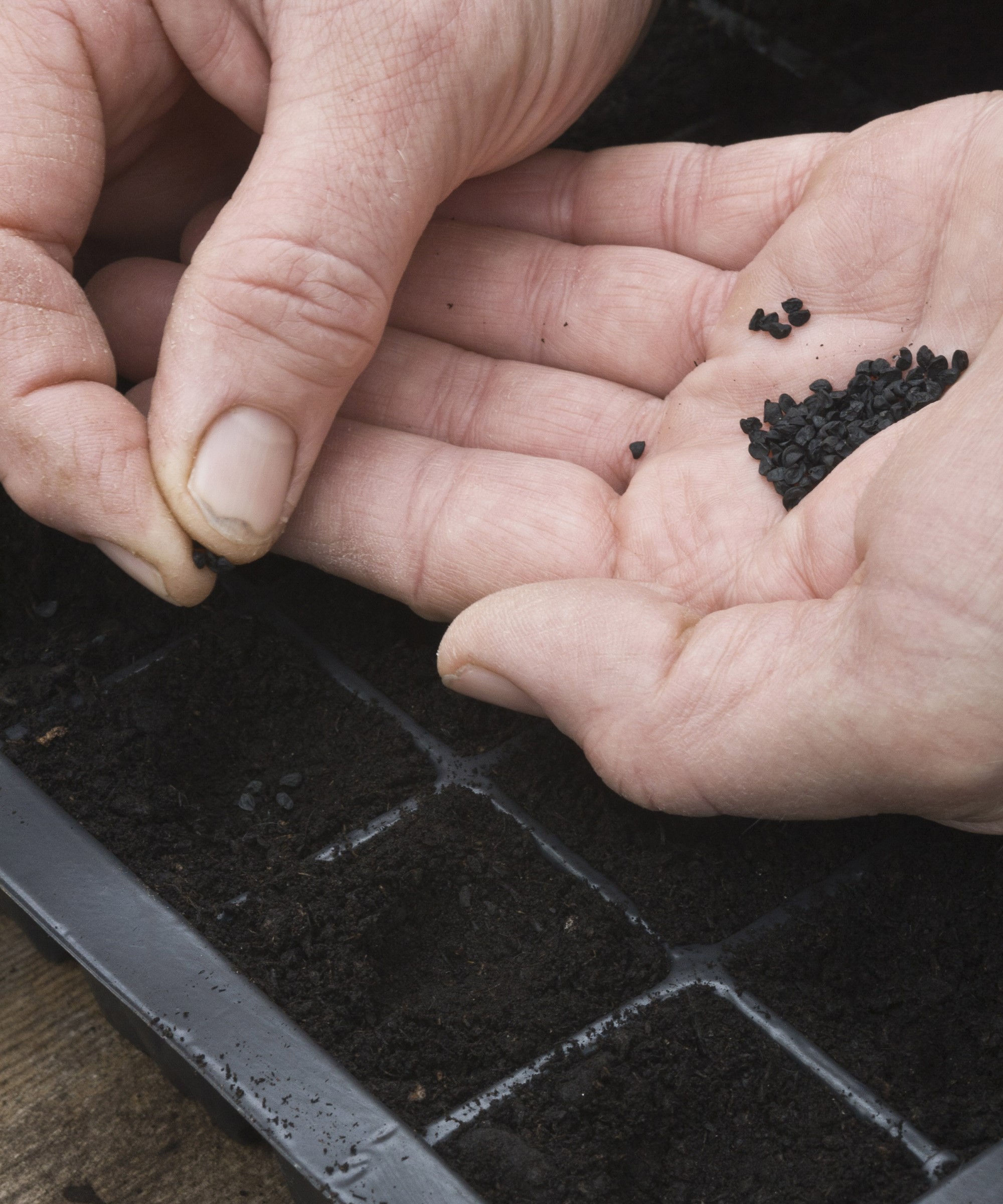 When to transplant onion seedlings: get the timing right | Homes & Gardens