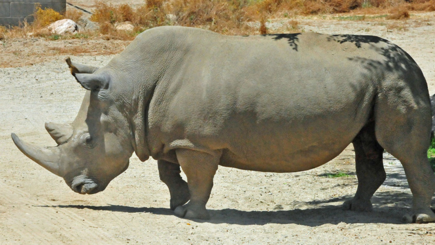 Can test-tube rhinos save dying species? | The Week