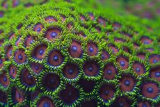 A zoanthid coral