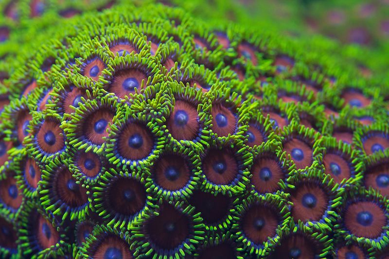 A zoanthid coral