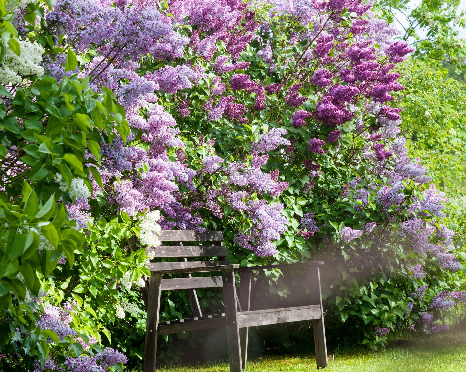 Pruning lilacs get it right with our advice Gardeningetc